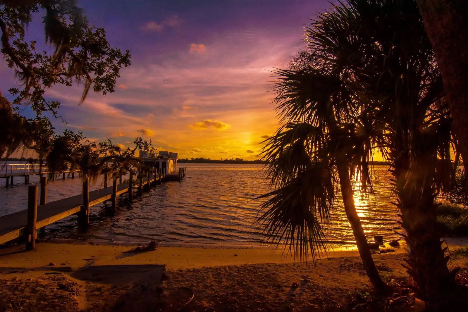 Palm tree silhouettes by the water at golden hour in Sarasota, Florida